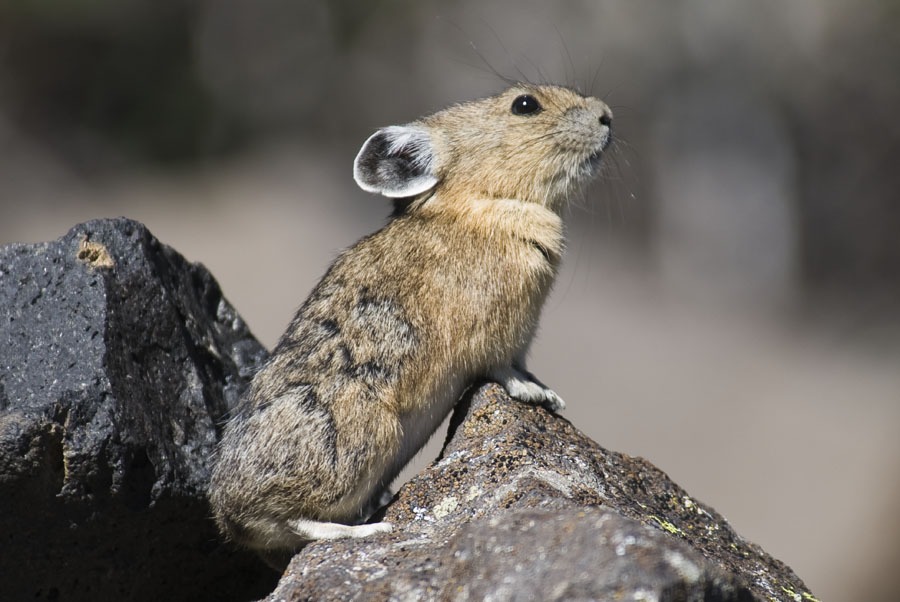 Pika Monitoring (U.S. National Park Service)